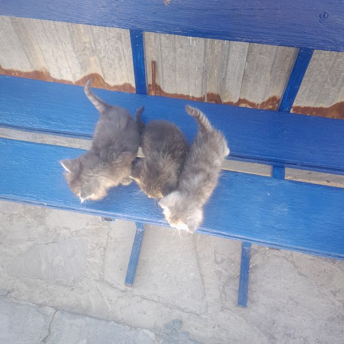 Отдам даром кошку