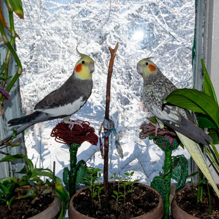 Кореллы пара ручные 3 года