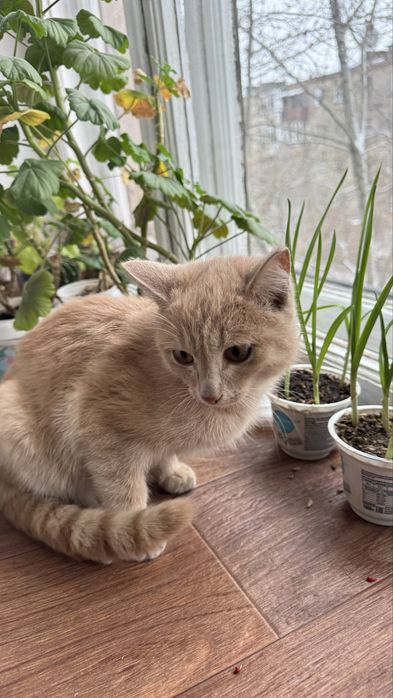 Отдам в добрые руки