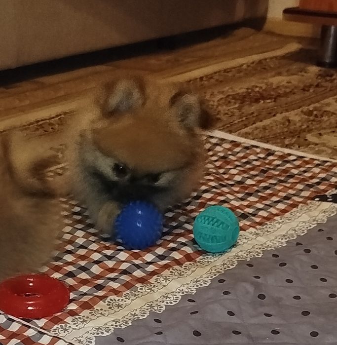 Детки померанского шпица