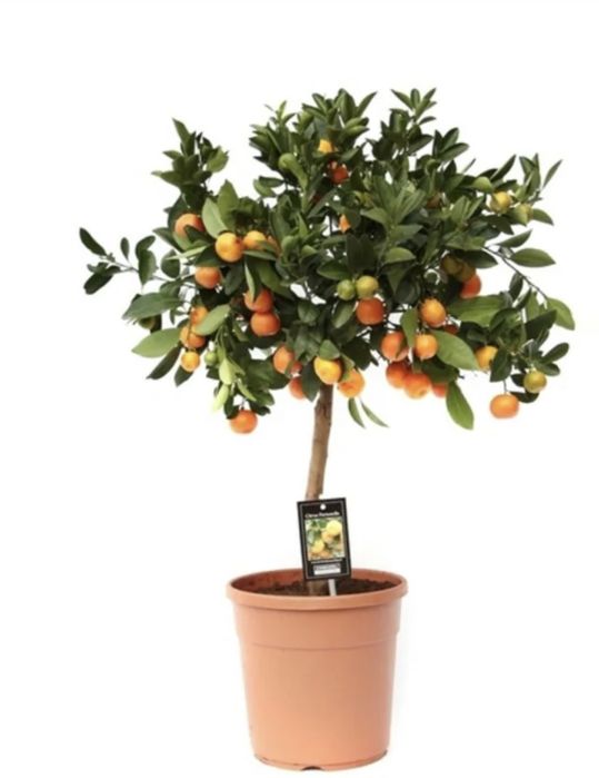 Цитрусовые деревья