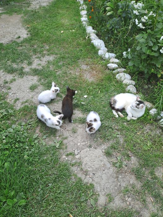 Pisoiași blînzi de vînzare