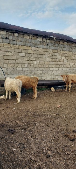 Еркек баспактар сатылады