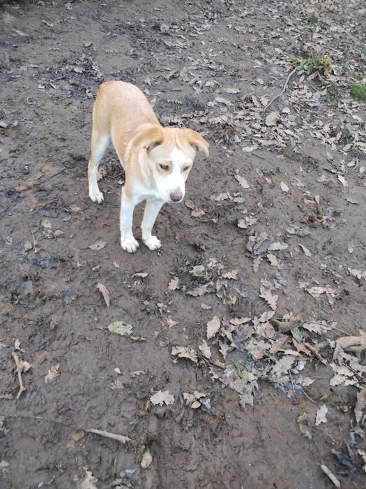 Donez cățelușa virstra 6 luni vaccinata carnet sănătate rasa metis