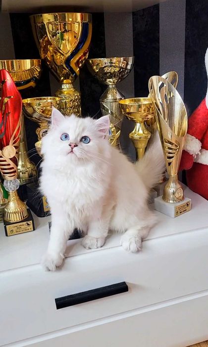 Baiat british longhair din ambii parinti Campioni Mondiali