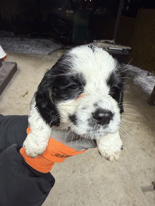 Щенок русский спаниель .