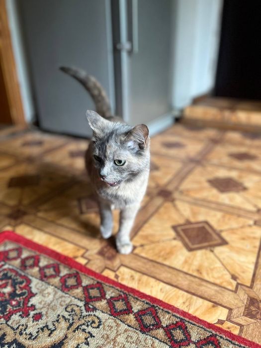 Кошка бесплатно 1