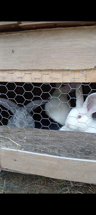 De vânzare iepurași! Zona Botoșani sat Dimitrie Cantemir , 40 bucata.