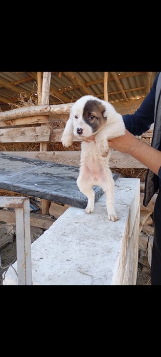 Choʻpon gidik sotiladi