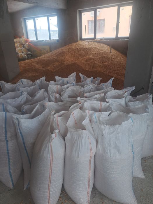 Vând porumb in șăulia