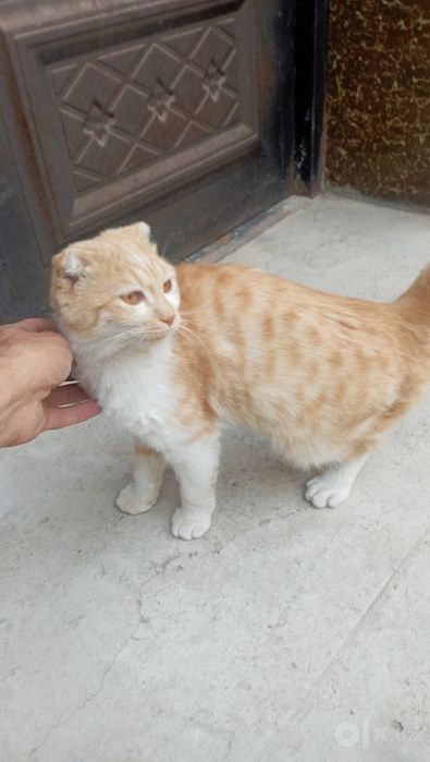 Срочное продажа кошек
