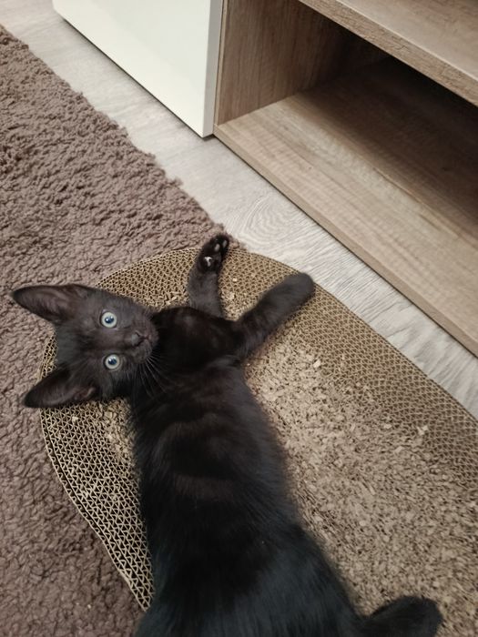 Котенок Отдам котят в добрые руки