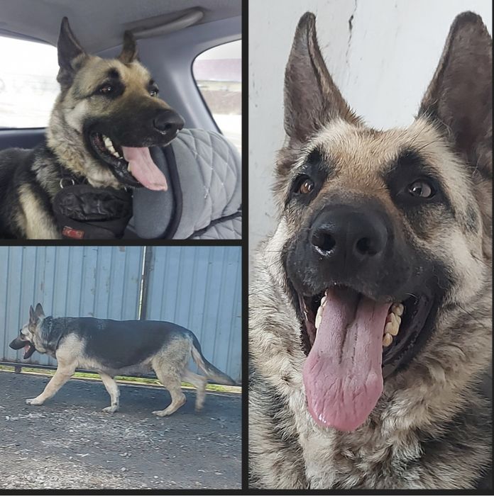 Щенки Восточноевропейской овчарки