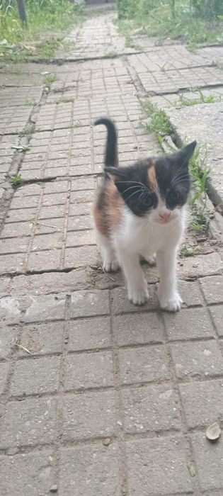Подарявам котета