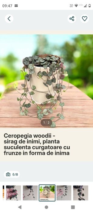 plantă curgătoare String of Hearts (Șirag de inimi)