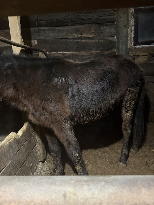 Тай сатылады 1.5 жыл