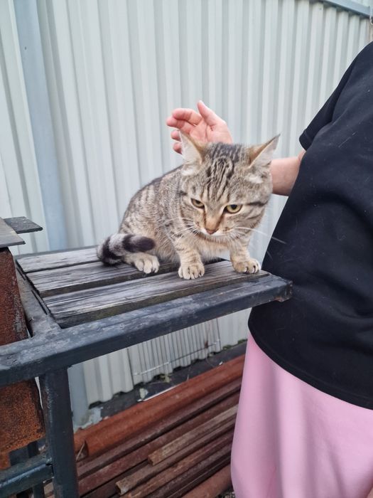 Отдам котика в хорошие руки