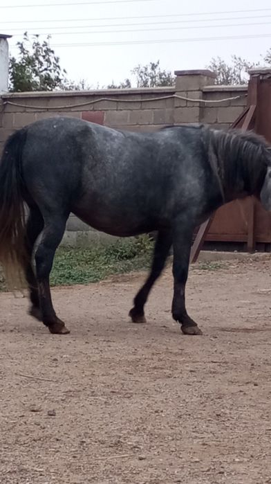 Продам бие с откорма