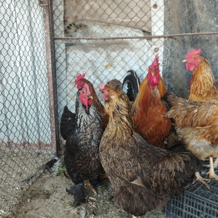 Продам куры домашние