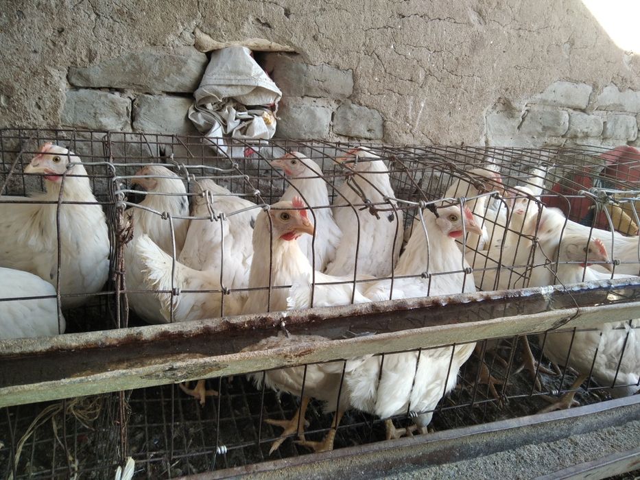 Товуклар сотилади