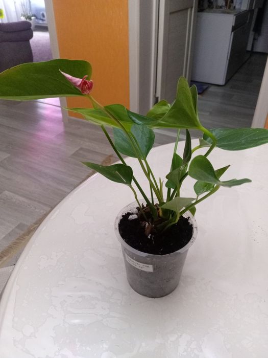 Продам антуриум.