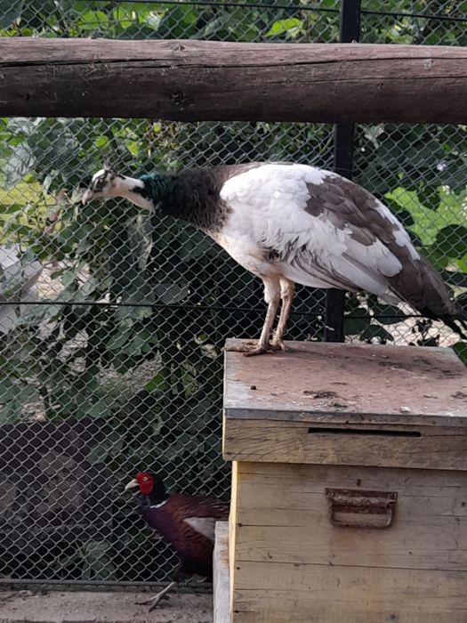 De vânzare pauni și porumbei