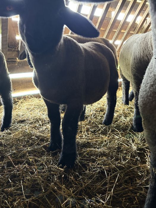 Berbecuti Suffolk de vânzare ! Provin din parinti cu pedigree !