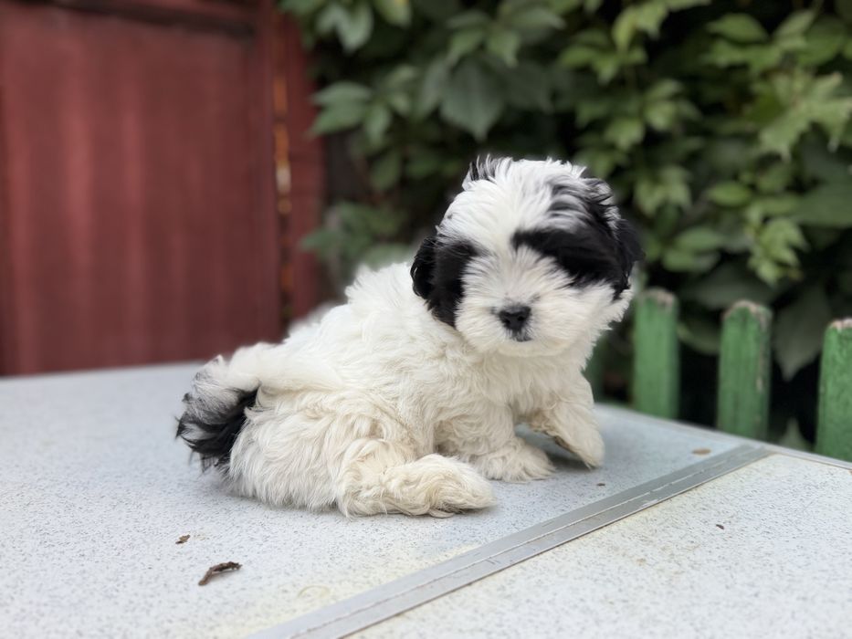 Shih Tzu femela!