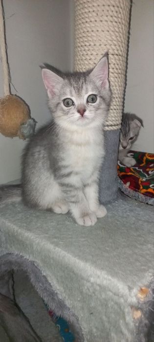 Scottish fold, Scottish strayd {okras mramor}