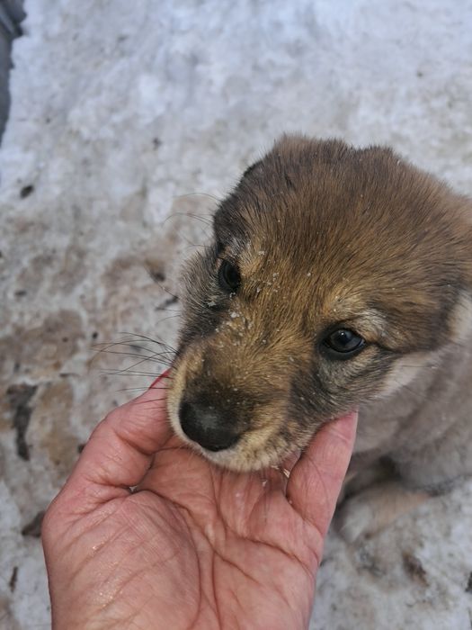Отдам щенков в добрые руки