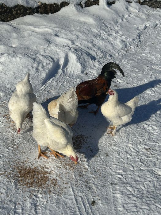 Продам семейство кур