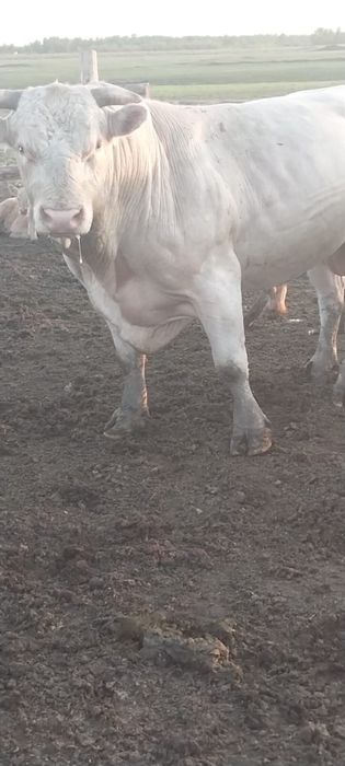 Продам быков племянных на разведение