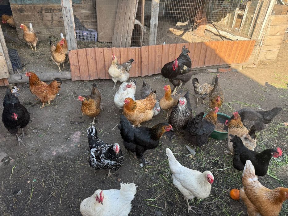 Продам срочно курей