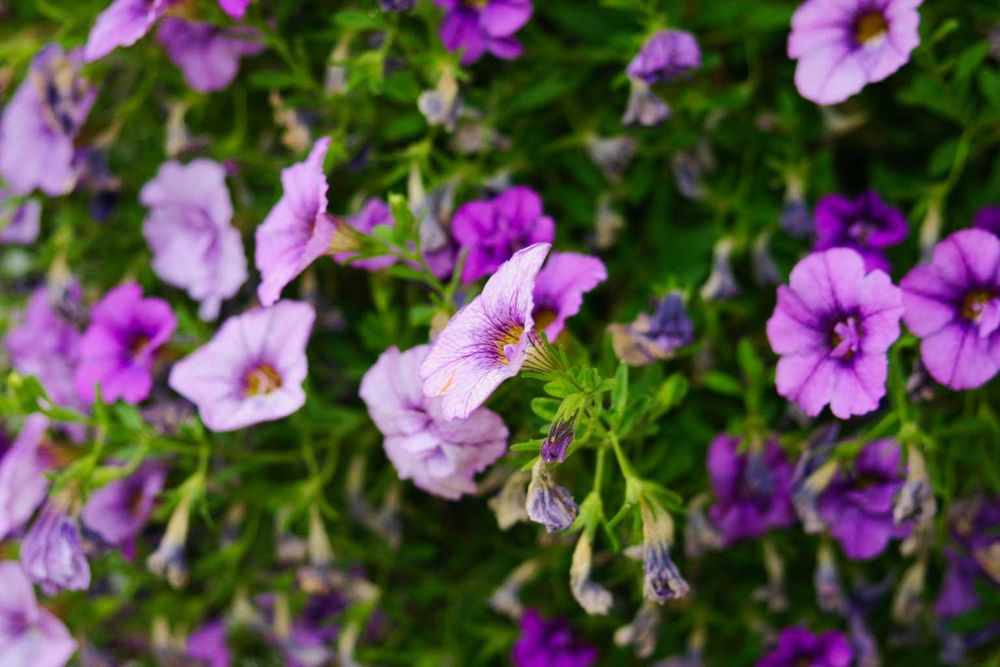 Фотоапарат Canon EOS 300D