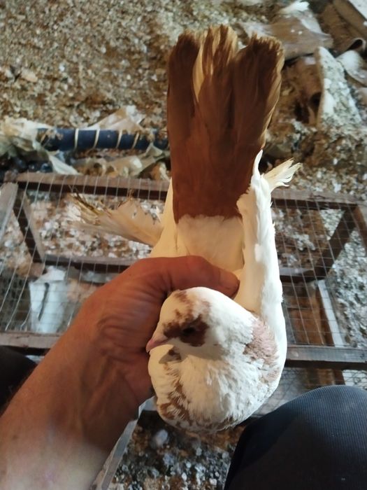 Жолто хвостые персы