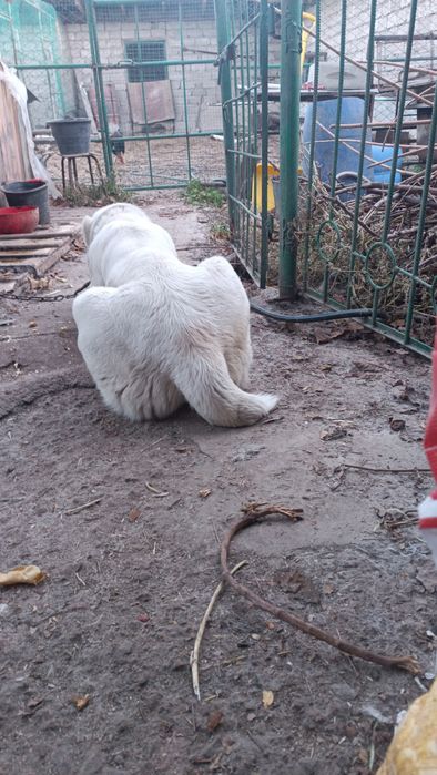 Srochno Sotiladi Turkmenskiy Alabay Erkak