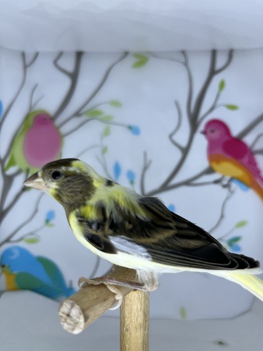 Canari rasa spaniola