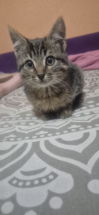 Отдам котенка в добрые руки