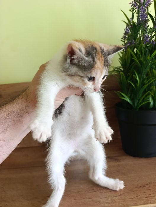 Сладки малки котенца