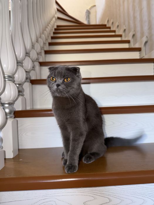 Британская скоттиш фолд
