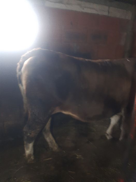 Vând,juninca,baltata,montata