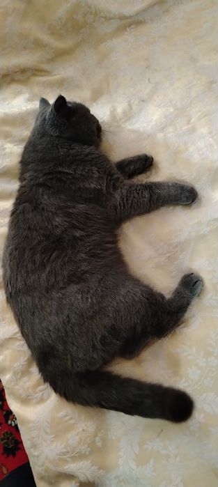 Зотдор мушук сотилади