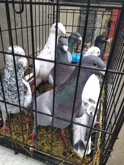 Vand Porumbei german