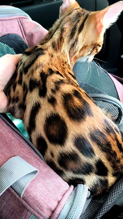 Ласковые БЕНГАЛЬСКИЕ ручные !