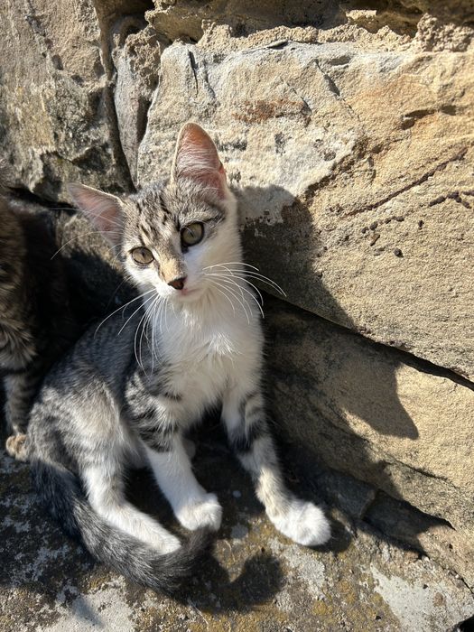 Подарявам котенца
