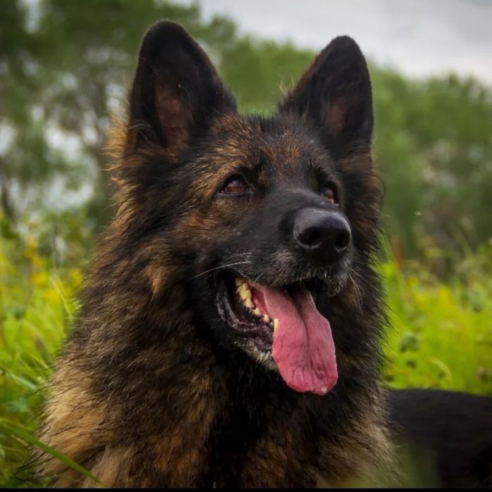 Питомник Немецких овчарок. Щенки. Продам.