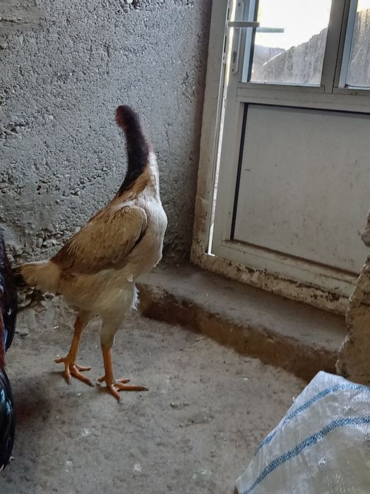 Yoshiga tuldi makiyon