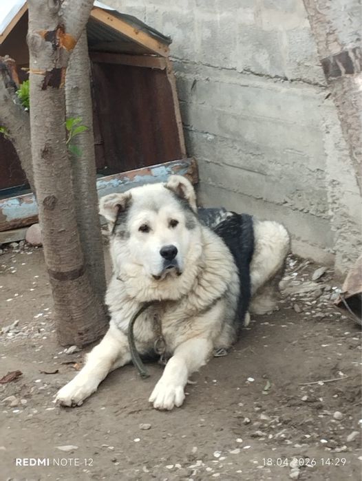 Алабай 1 годик спокойный