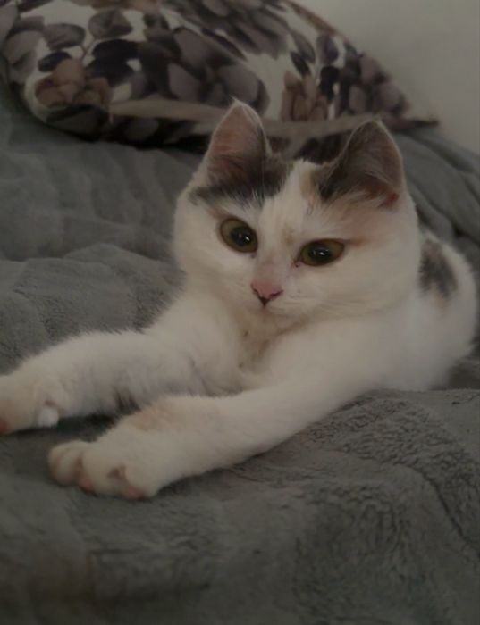 Пропал котенок среднего возраста