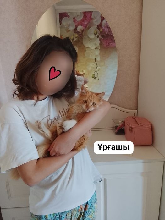 Тегін мысық беремін